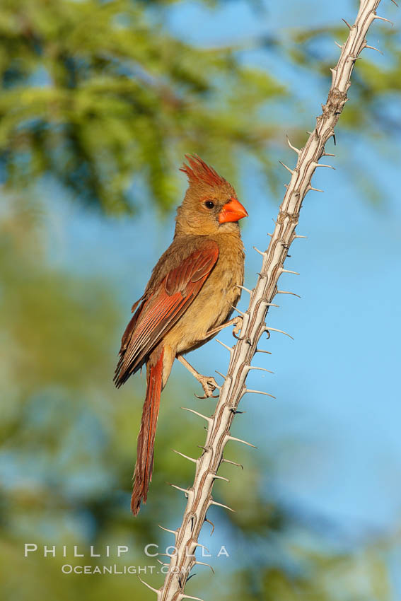 Northern cardinal, female. Amado, Arizona, USA, Cardinalis cardinalis, natural history stock photograph, photo id 22897