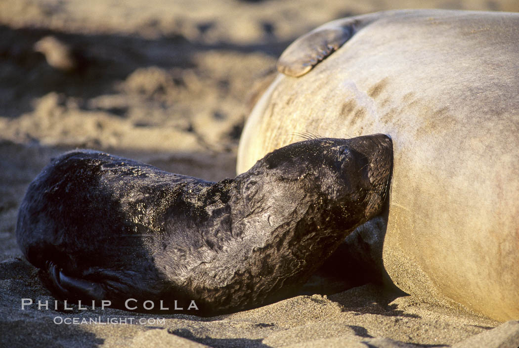 Baby northern elephant seal nurses on its mother. Piedras Blancas, San Simeon, California, USA, Mirounga angustirostris, natural history stock photograph, photo id 10058