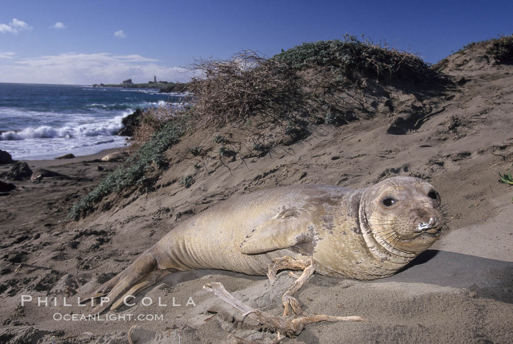 Juvenile northern elephant seal. Piedras Blancas, San Simeon, California, USA, Mirounga angustirostris, natural history stock photograph, photo id 10062