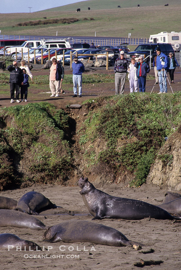 Tourists view northern elephant seals on the beach near Piedras Blancas, central California., Mirounga angustirostris, natural history stock photograph, photo id 10066