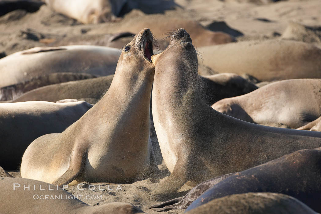 Female elephant seals fight for space on the beach for themselves and their pups, and fend off other females who may try to steal their pups.  The fights among females are less intense than those among bulls but are no less important in determining the social hierarchy of the rookery.  Sandy beach rookery, winter, Central California. Piedras Blancas, San Simeon, USA, Mirounga angustirostris, natural history stock photograph, photo id 15402