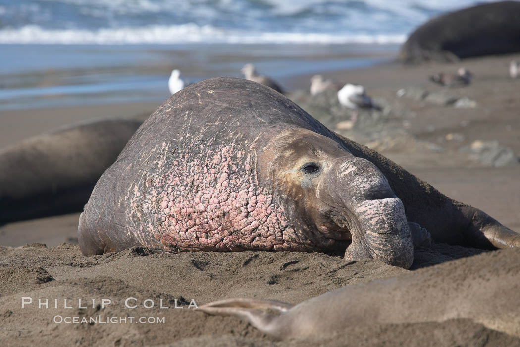 An adult male elephant seal rests on a sandy beach.  He shows the enormous proboscis characteristic of male elephant seals, as well as considerable scarring on his neck from fighting with other males for territory.  Central California. Piedras Blancas, San Simeon, USA, Mirounga angustirostris, natural history stock photograph, photo id 15414