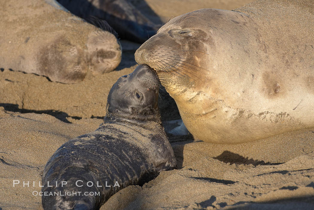 Mother elephant seal and her pup.  The pup will nurse for 27 days, when the mother stops lactating and returns to the sea.  The pup will stay on the beach 12 more weeks until it becomes hungry and begins to forage for food. Piedras Blancas, San Simeon, California, USA, Mirounga angustirostris, natural history stock photograph, photo id 15418