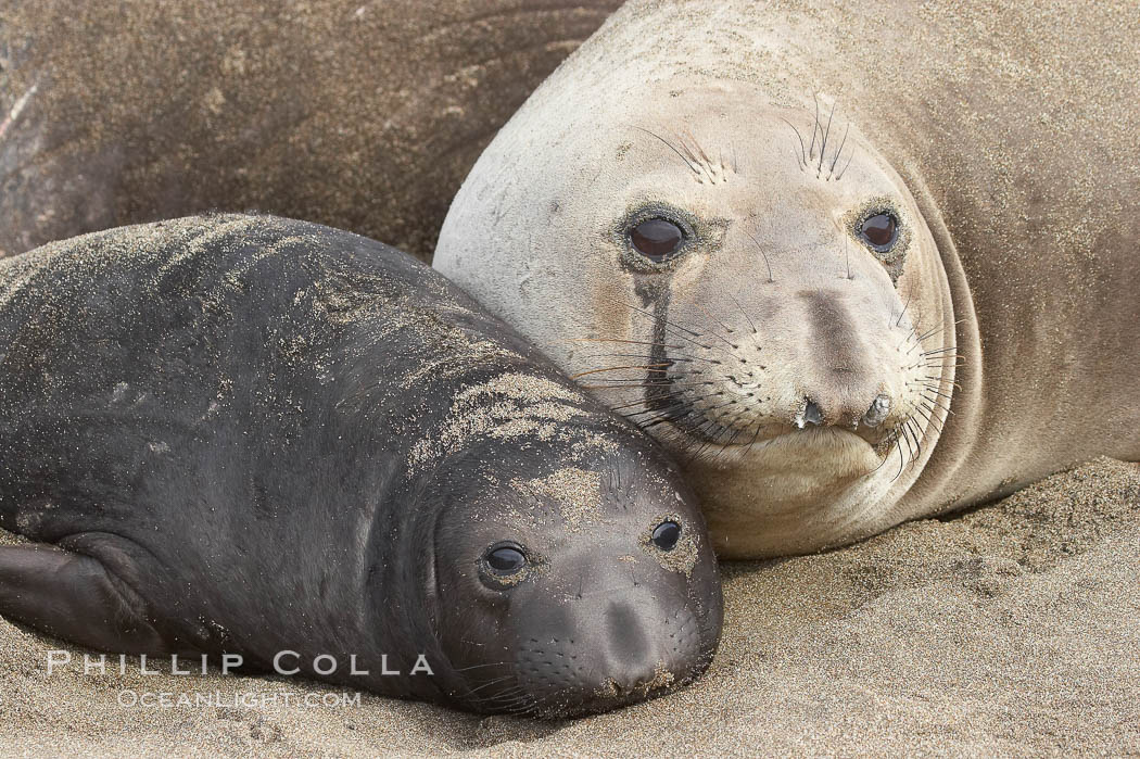 Mother elephant seal and her pup.  The pup will nurse for 27 days, when the mother stops lactating and returns to the sea.  The pup will stay on the beach 12 more weeks until it becomes hungry and begins to forage for food. Piedras Blancas, San Simeon, California, USA, Mirounga angustirostris, natural history stock photograph, photo id 15422