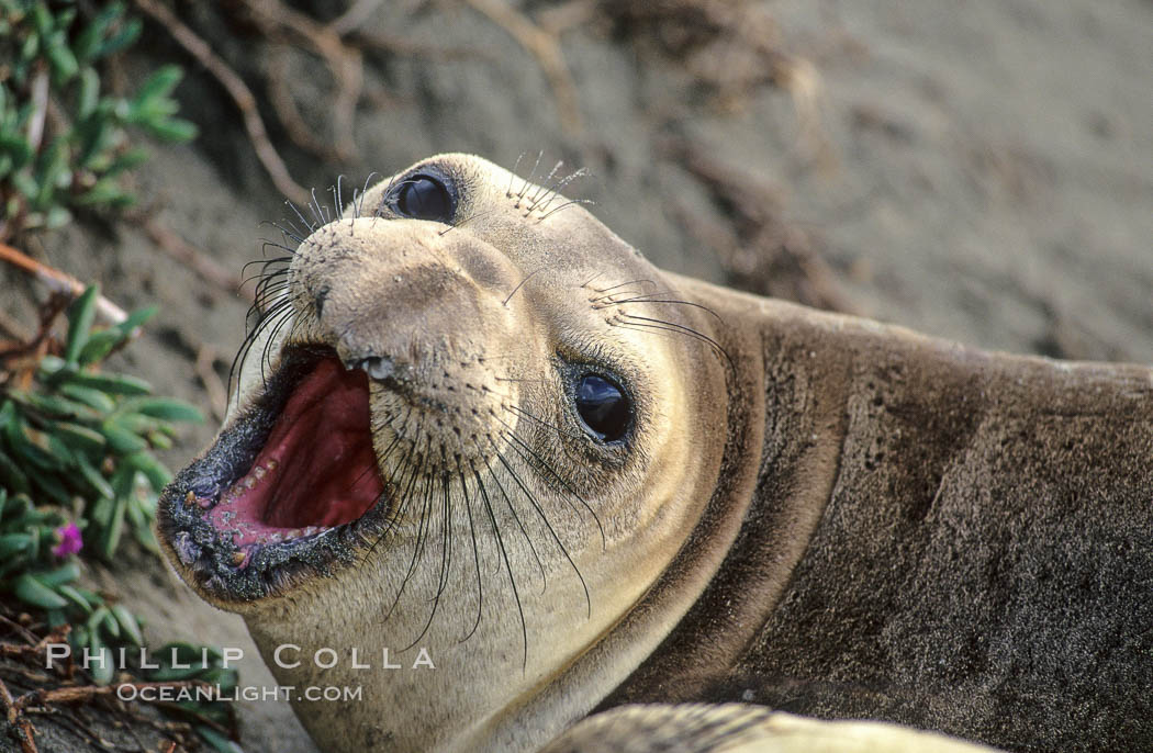 Juvenile northern elephant seal. Piedras Blancas, San Simeon, California, USA, Mirounga angustirostris, natural history stock photograph, photo id 10056