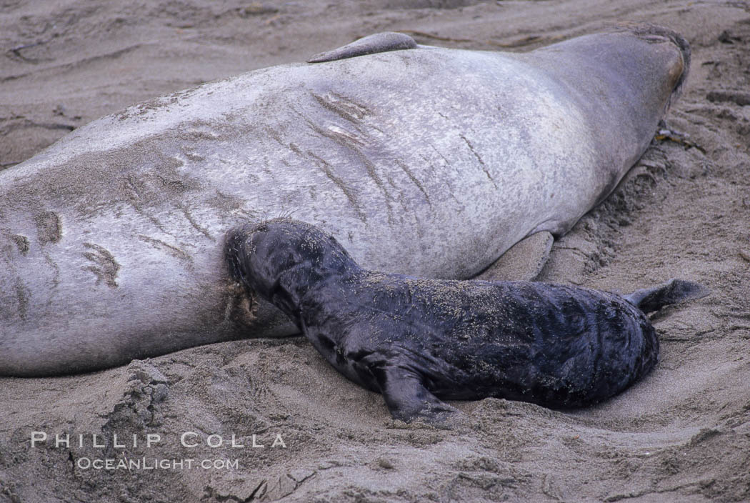 Baby northern elephant seal nurses on its mother. Piedras Blancas, San Simeon, California, USA, Mirounga angustirostris, natural history stock photograph, photo id 10060