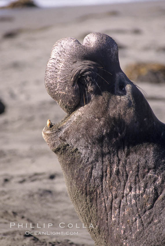 Northern elephant seal, adult male with large proboscis. Piedras Blancas, San Simeon, California, USA, Mirounga angustirostris, natural history stock photograph, photo id 10064