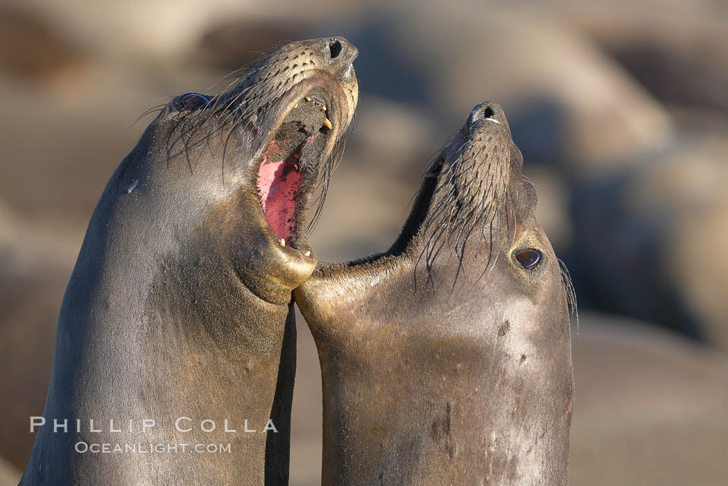 Female elephant seals fight for space on the beach for themselves and their pups, and fend off other females who may try to steal their pups.  The fights among females are less intense than those among bulls but are no less important in determining the social hierarchy of the rookery.  Sandy beach rookery, winter, Central California. Piedras Blancas, San Simeon, USA, Mirounga angustirostris, natural history stock photograph, photo id 15400