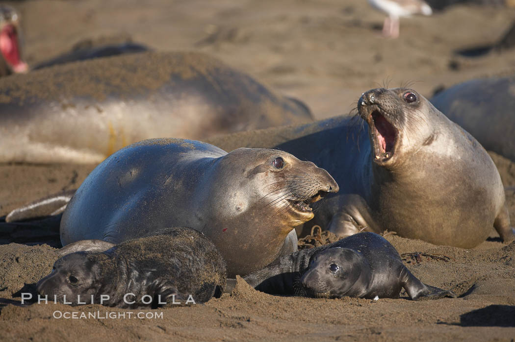 Female elephant seals fight for space on the beach for themselves and their pups, and fend off other females who may try to steal their pups.  The fights among females are less intense than those among bulls but are no less important in determining the social hierarchy of the rookery.  Sandy beach rookery, winter, Central California. Piedras Blancas, San Simeon, USA, Mirounga angustirostris, natural history stock photograph, photo id 15399