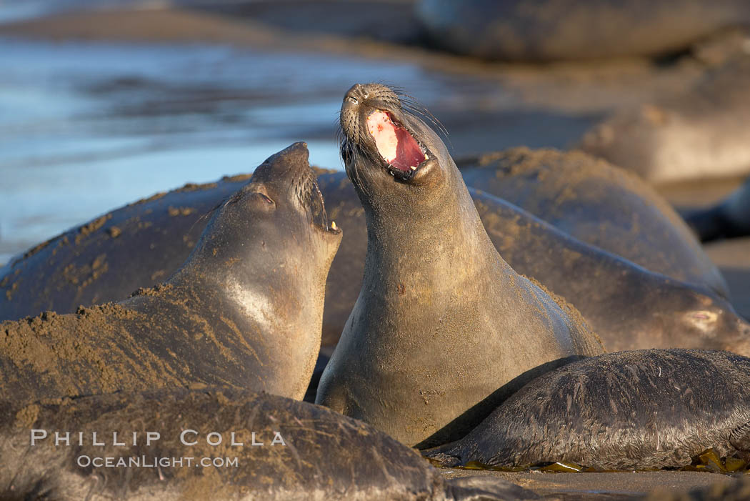 Female elephant seals fight for space on the beach for themselves and their pups, and fend off other females who may try to steal their pups.  The fights among females are less intense than those among bulls but are no less important in determining the social hierarchy of the rookery.  Sandy beach rookery, winter, Central California. Piedras Blancas, San Simeon, USA, Mirounga angustirostris, natural history stock photograph, photo id 15403