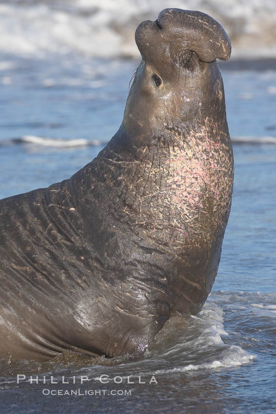 A bull elephant seal rears up on his foreflippers, surverying his beach territory.  He displays scarring on his chest and proboscis from fighting other males for territory and rights to a harem of females.  Sandy beach rookery, winter, Central California. Piedras Blancas, San Simeon, USA, Mirounga angustirostris, natural history stock photograph, photo id 15407