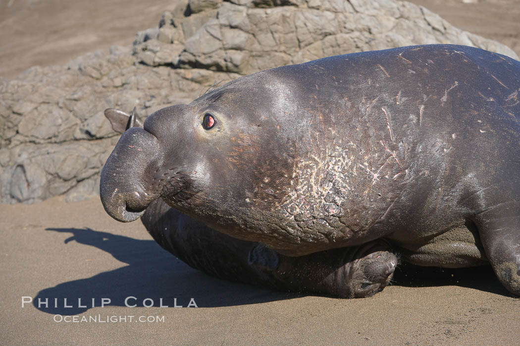 An adult male elephant seal, rushing to attack another male intruding on his territory, tramples a tiny pup.  Pups experience a high mortality rate, including injury, separation from mother, being washed into the ocean and abandonment. Piedras Blancas, San Simeon, California, USA, Mirounga angustirostris, natural history stock photograph, photo id 15423