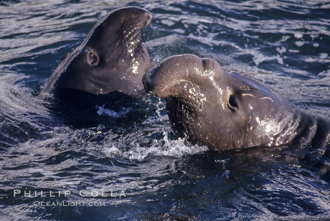 Young adult male northern elephant seal, mock jousting/fighting., Mirounga angustirostris, natural history stock photograph, photo id 10065