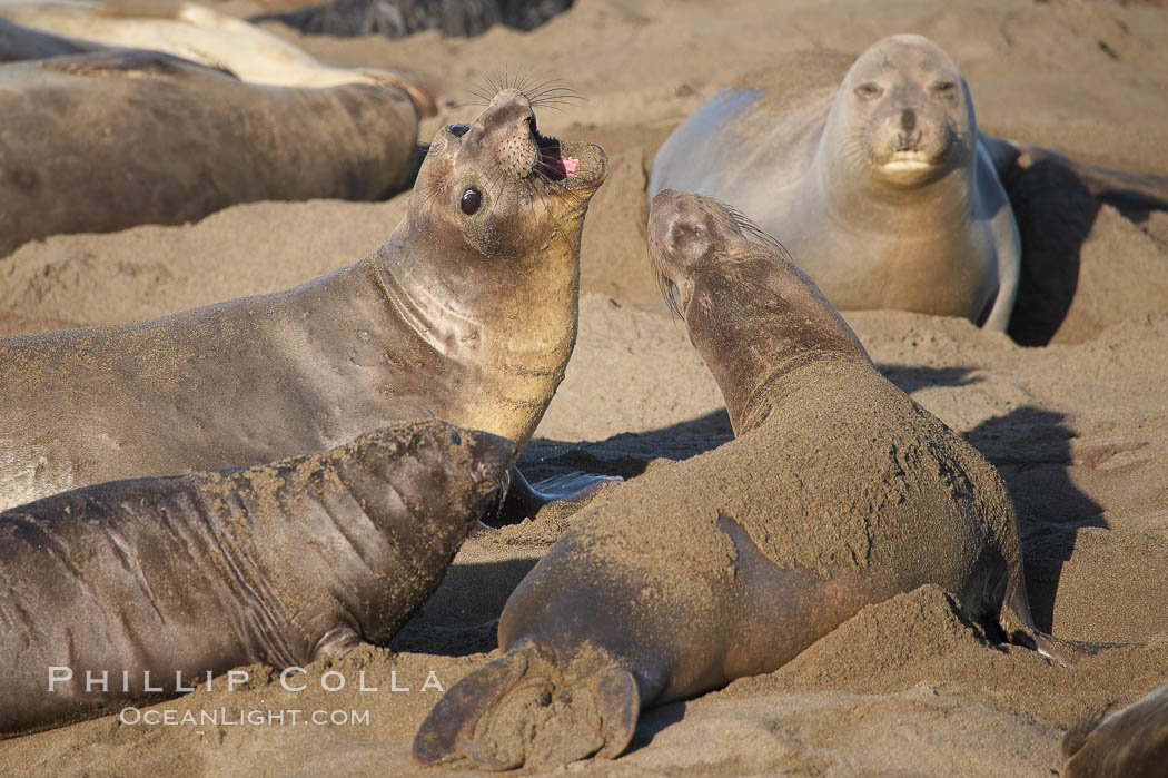 Female elephant seals fight for space on the beach for themselves and their pups, and fend off other females who may try to steal their pups.  The fights among females are less intense than those among bulls but are no less important in determining the social hierarchy of the rookery.  Sandy beach rookery, winter, Central California. Piedras Blancas, San Simeon, USA, Mirounga angustirostris, natural history stock photograph, photo id 15401