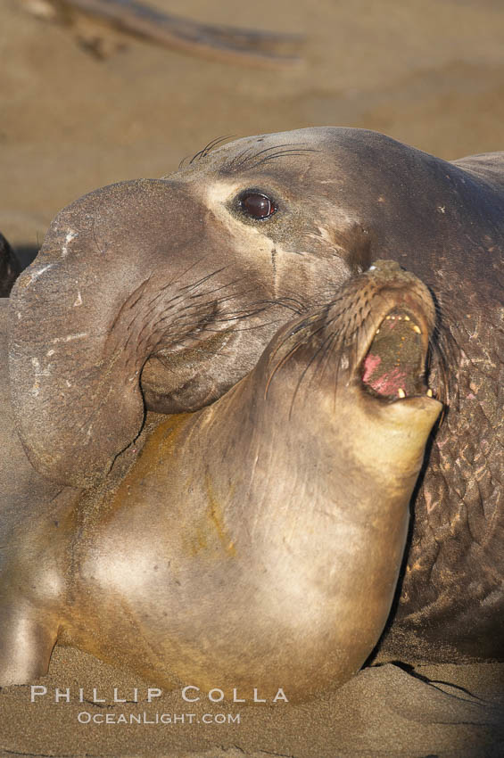 A bull elephant seal forceably mates (copulates) with a much smaller female, often biting her into submission and using his weight to keep her from fleeing.  Males may up to 5000 lbs, triple the size of females.  Sandy beach rookery, winter, Central California. Piedras Blancas, San Simeon, USA, Mirounga angustirostris, natural history stock photograph, photo id 15409