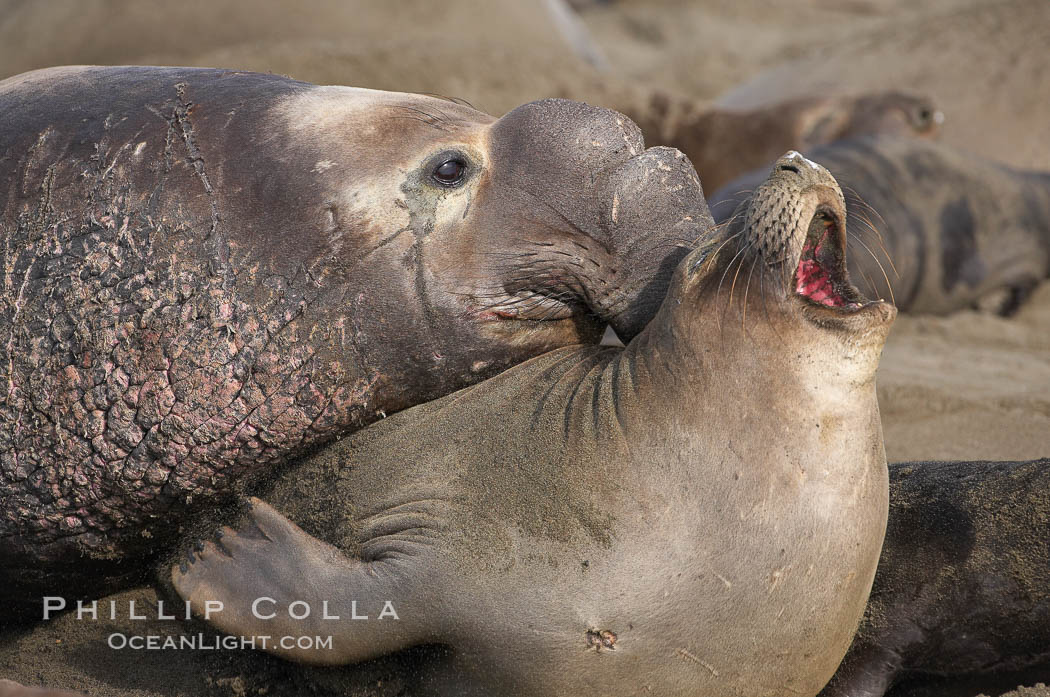 A bull elephant seal forceably mates (copulates) with a much smaller female, often biting her into submission and using his weight to keep her from fleeing.  Males may up to 5000 lbs, triple the size of females.  Sandy beach rookery, winter, Central California. Piedras Blancas, San Simeon, USA, Mirounga angustirostris, natural history stock photograph, photo id 15413