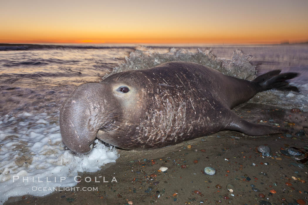 Northern elephant seal., Mirounga angustirostris, natural history stock photograph, photo id 26690