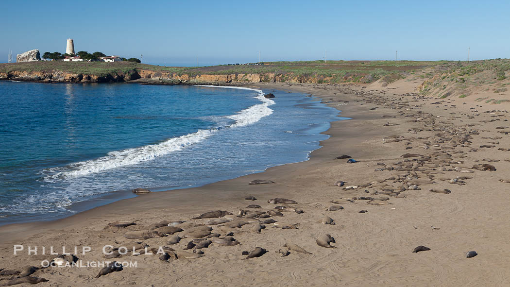 Northern elephant seal., Mirounga angustirostris, natural history stock photograph, photo id 26694