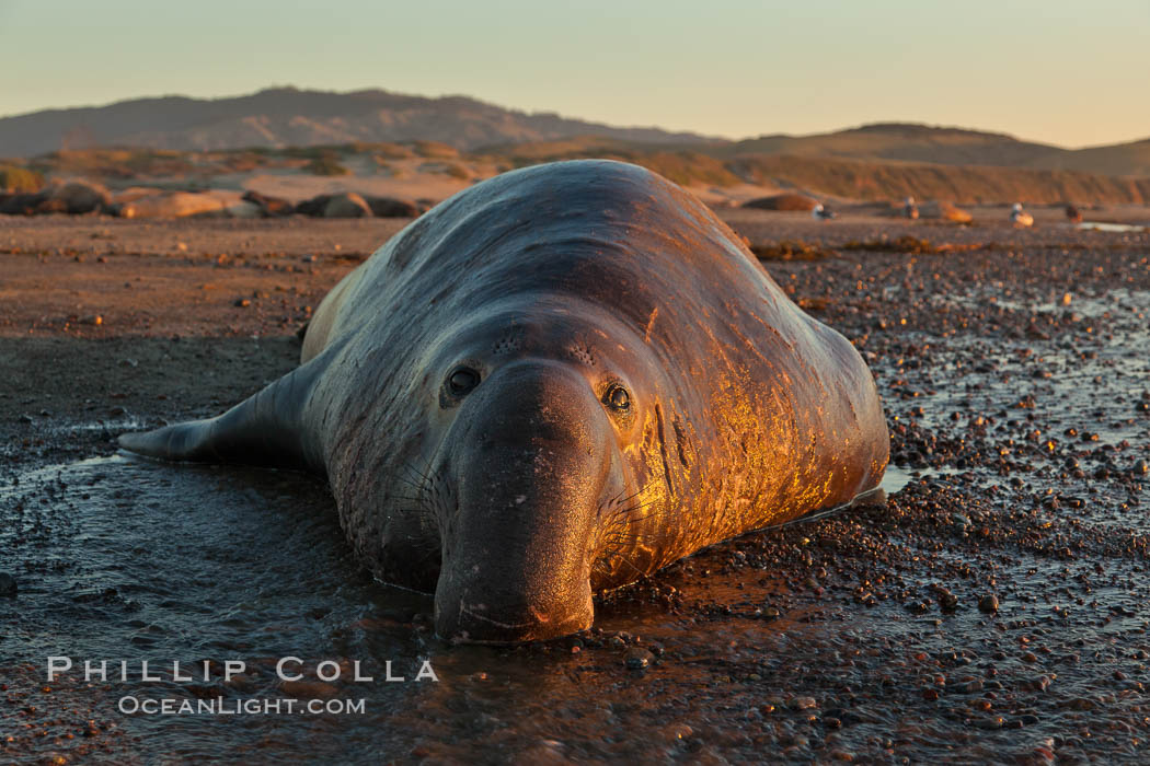 Northern elephant seal., Mirounga angustirostris, natural history stock photograph, photo id 26710