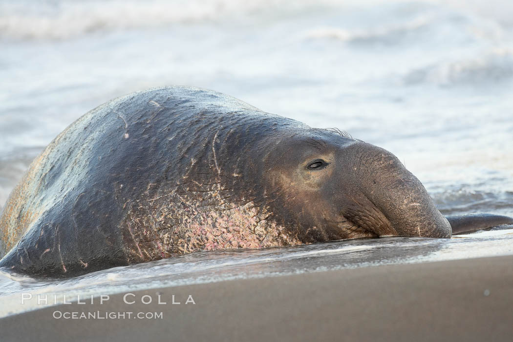 An adult male elephant seal rests on a wet beach.  He displays the enormous proboscis characteristic of male elephant seals as well as considerable scarring on his neck from fighting with other males for territory.  Central California. Piedras Blancas, San Simeon, USA, Mirounga angustirostris, natural history stock photograph, photo id 15442