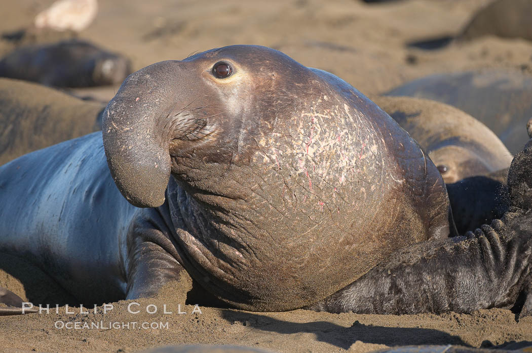 A bull elephant seal (adult male) surveys the beach.  The huge proboscis is characteristic of the species. Scarring from combat with other males.  Central California. Piedras Blancas, San Simeon, USA, Mirounga angustirostris, natural history stock photograph, photo id 15462