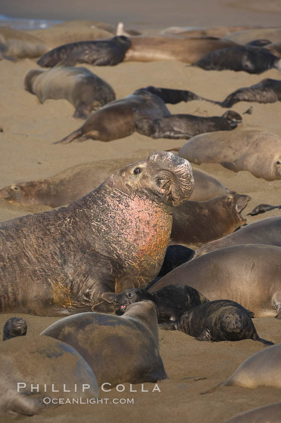 A bull elephant seal (adult male) surveys the beach.  The huge proboscis is characteristic of the species. Scarring from combat with other males.  Central California. Piedras Blancas, San Simeon, USA, Mirounga angustirostris, natural history stock photograph, photo id 15474