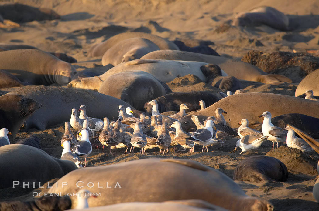 Seagulls feast on the placenta and birth tissues produced by an elephant seal birth just moments before.  The pup is unharmed; the interaction is a common one between elephant seals and gulls.  Winter, Central California. Piedras Blancas, San Simeon, USA, Mirounga angustirostris, natural history stock photograph, photo id 15478