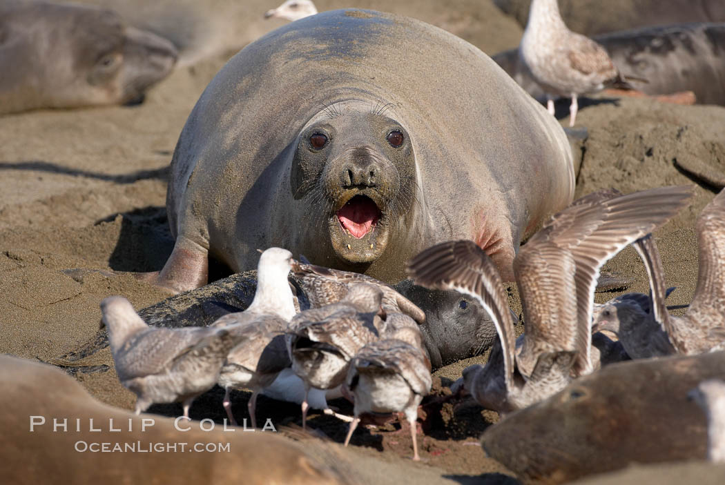 Having just given birth moments before, a mother elephant seal barks at seagulls that are feasting on the placenta and birth tissues.  The pup is unharmed; the interaction is a common one between elephant seals and gulls.  Winter, Central California. Piedras Blancas, San Simeon, USA, Mirounga angustirostris, natural history stock photograph, photo id 15482