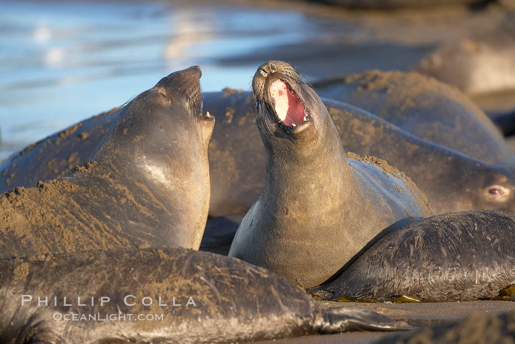 Female elephant seals fight for space on the beach for themselves and their pups, and fend off other females who may try to steal their pups.  The fights among females are less intense than those among bulls but are no less important in determining the social hierarchy of the rookery.  Sandy beach rookery, winter, Central California. Piedras Blancas, San Simeon, USA, Mirounga angustirostris, natural history stock photograph, photo id 15486