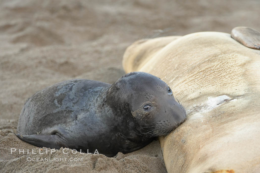 Elephant seal pup nurses.  The pup will nurse for 27 days, when the mother stops lactating and returns to the sea.  The pup will stay on the beach 12 more weeks until it becomes hungry and begins to forage for food. Piedras Blancas, San Simeon, California, USA, Mirounga angustirostris, natural history stock photograph, photo id 15494