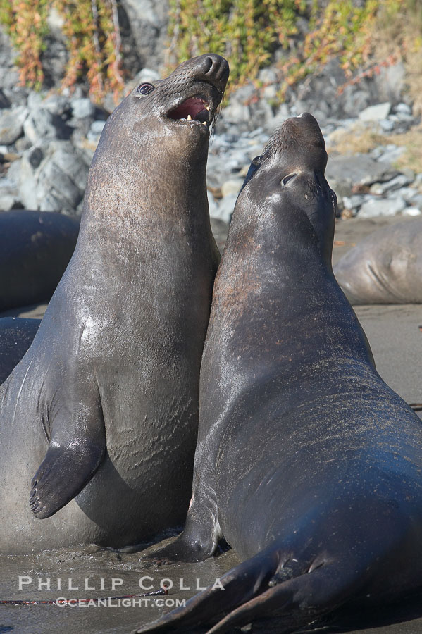 Subadult male elephant seals mock jousting, preparing the rear territorial battles they will pursue when they mature.  Rocky beach, winter, Central California., Mirounga angustirostris, natural history stock photograph, photo id 15464