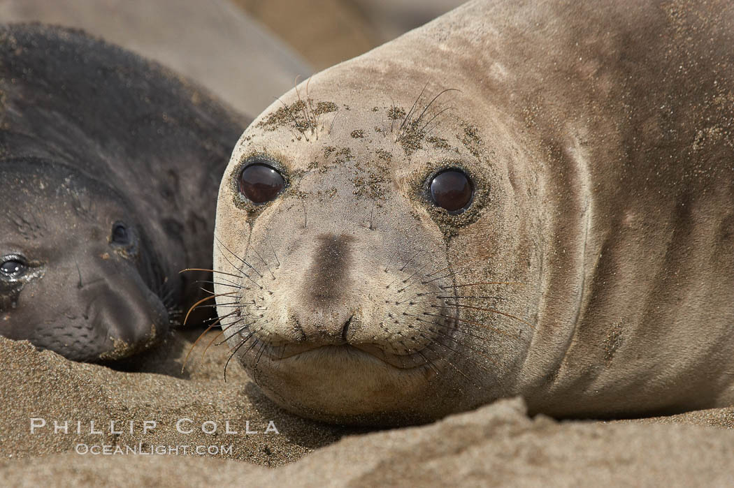 Female elephant seal, hauled out on the sandy beach rookery, will give birth to a pup then mate, and return to the ocean 27 days after giving birth.  Winter, Central California. Piedras Blancas, San Simeon, USA, Mirounga angustirostris, natural history stock photograph, photo id 15472