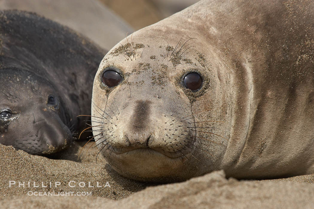 Female elephant seal, hauled out on the sandy beach rookery, will give birth to a pup then mate, and return to the ocean 27 days after giving birth.  Winter, Central California., Mirounga angustirostris, natural history stock photograph, photo id 15472