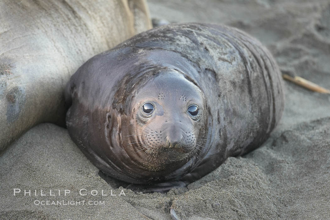 Elephant seal pup.  The pup will nurse for 27 days, when the mother stops lactating and returns to the sea.  The pup will stay on the beach 12 more weeks until it becomes hungry and begins to forage for food. Piedras Blancas, San Simeon, California, USA, Mirounga angustirostris, natural history stock photograph, photo id 15476