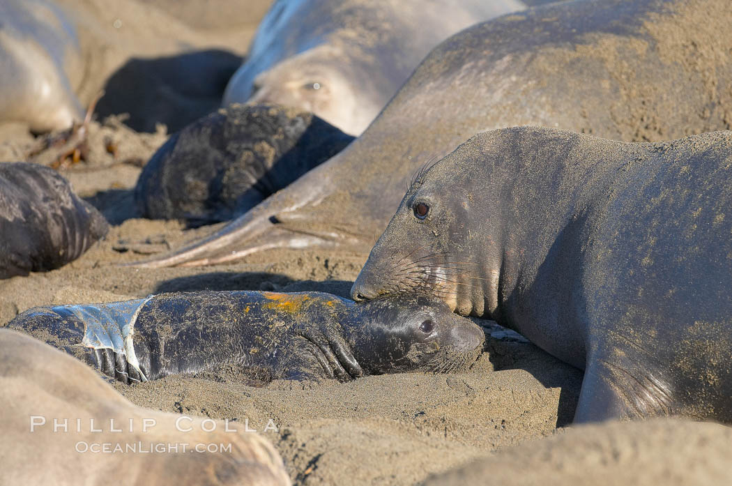 Newborn elephant seal pup, still wearing part of its placental sac, makes its initial bond with its mother.  Winter, Central California., Mirounga angustirostris, natural history stock photograph, photo id 15480