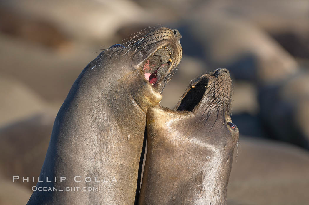 Female elephant seals fight for space on the beach for themselves and their pups, and fend off other females who may try to steal their pups.  The fights among females are less intense than those among bulls but are no less important in determining the social hierarchy of the rookery.  Sandy beach rookery, winter, Central California. Piedras Blancas, San Simeon, USA, Mirounga angustirostris, natural history stock photograph, photo id 15484