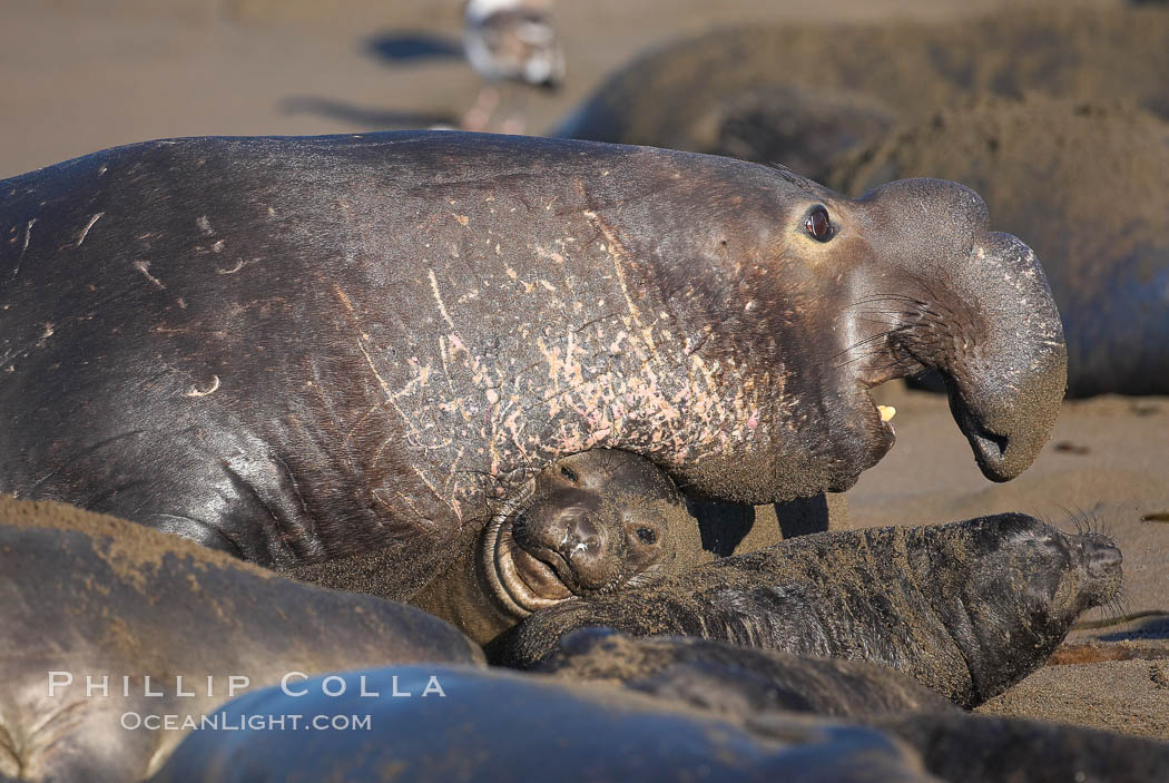 An adult male elephant seal, rushing to attack another male intruding on his territory, tramples a tiny pup.  Pups experience a high mortality rate, including injury, separation from mother, being washed into the ocean and abandonment. Piedras Blancas, San Simeon, California, USA, Mirounga angustirostris, natural history stock photograph, photo id 15496