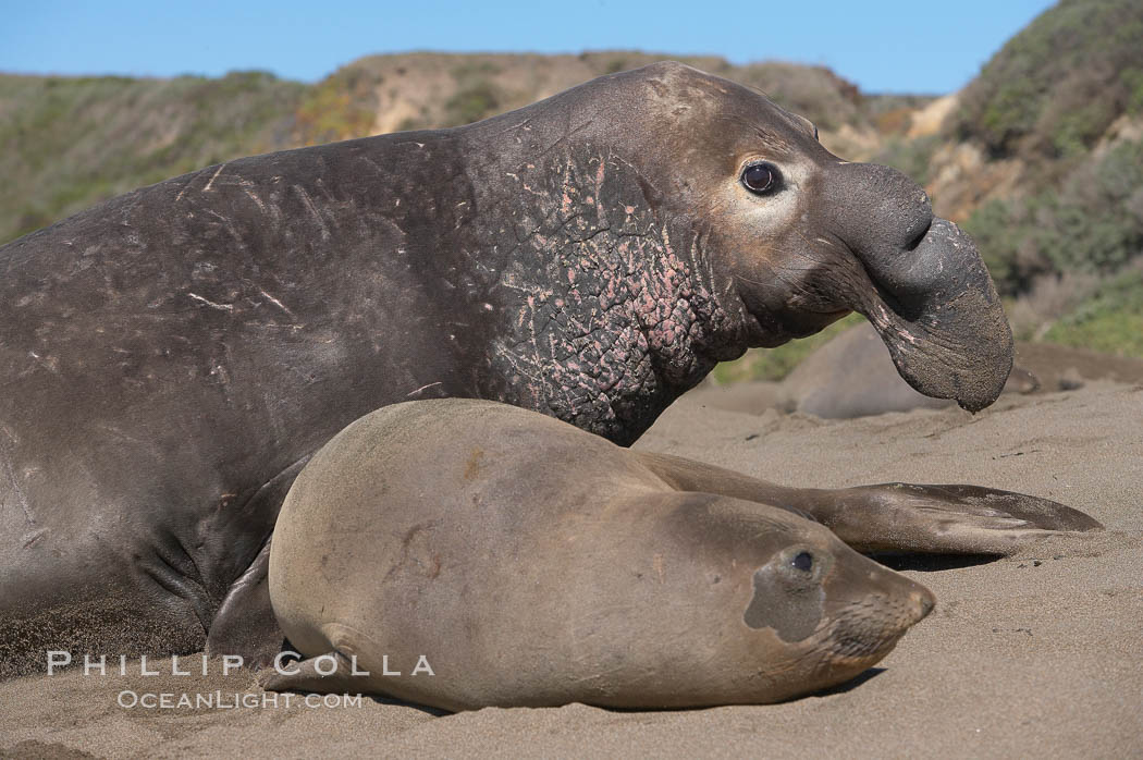 A bull elephant seal prepares to mate with a much smaller female.  Males may up to 5000 lbs, triple the size of females.  Sandy beach rookery, winter, Central California. Piedras Blancas, San Simeon, USA, Mirounga angustirostris, natural history stock photograph, photo id 15504