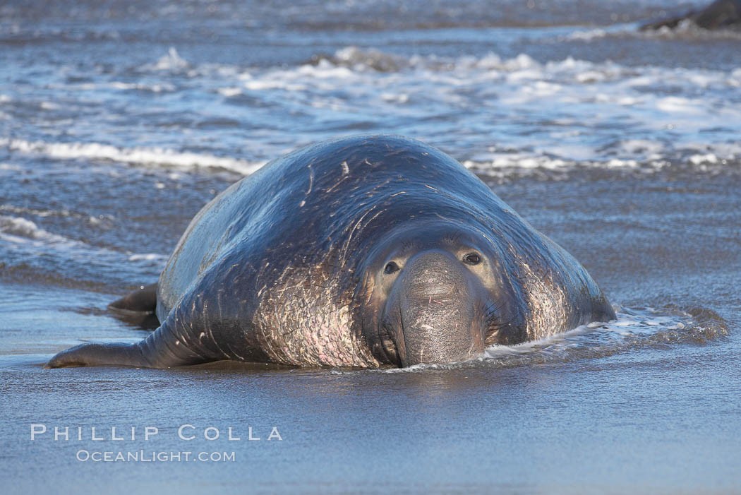 An adult male elephant seal rests on a wet beach.  He displays the enormous proboscis characteristic of male elephant seals as well as considerable scarring on his neck from fighting with other males for territory.  Central California. Piedras Blancas, San Simeon, USA, Mirounga angustirostris, natural history stock photograph, photo id 15439