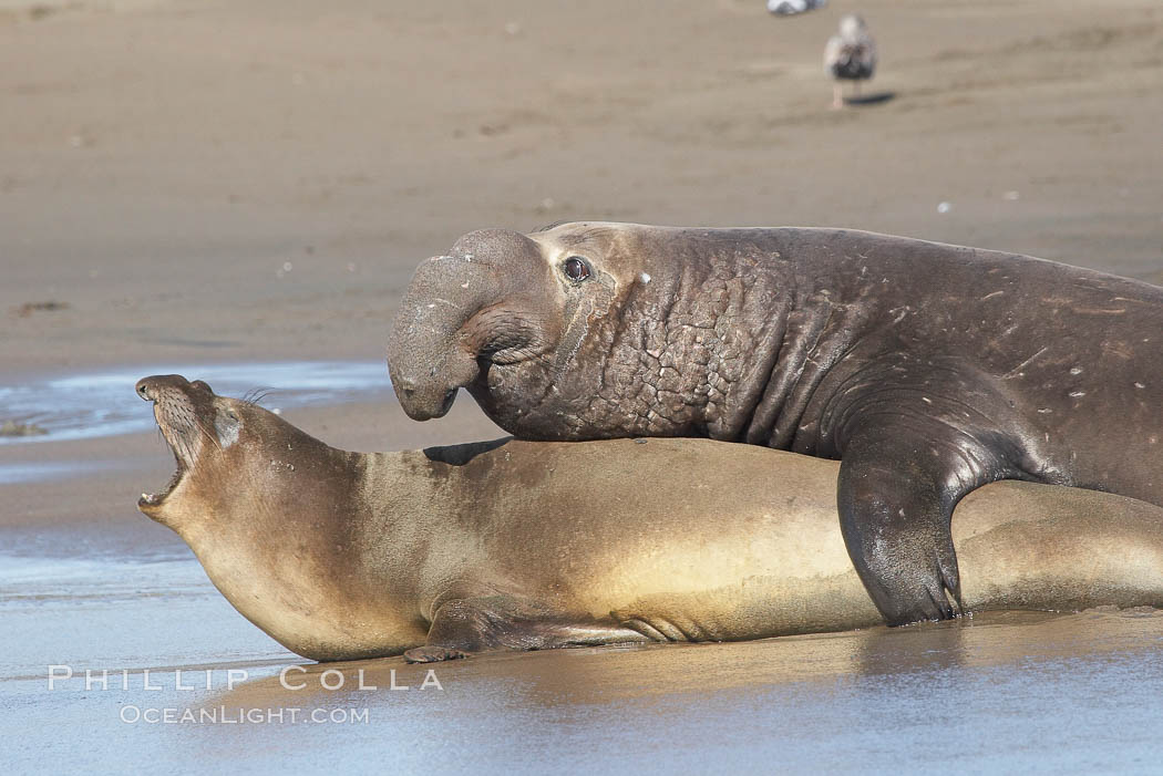 A bull elephant seal forceably mates (copulates) with a much smaller female, often biting her into submission and using his weight to keep her from fleeing.  Males may up to 5000 lbs, triple the size of females.  Sandy beach rookery, winter, Central California. Piedras Blancas, San Simeon, USA, Mirounga angustirostris, natural history stock photograph, photo id 15451