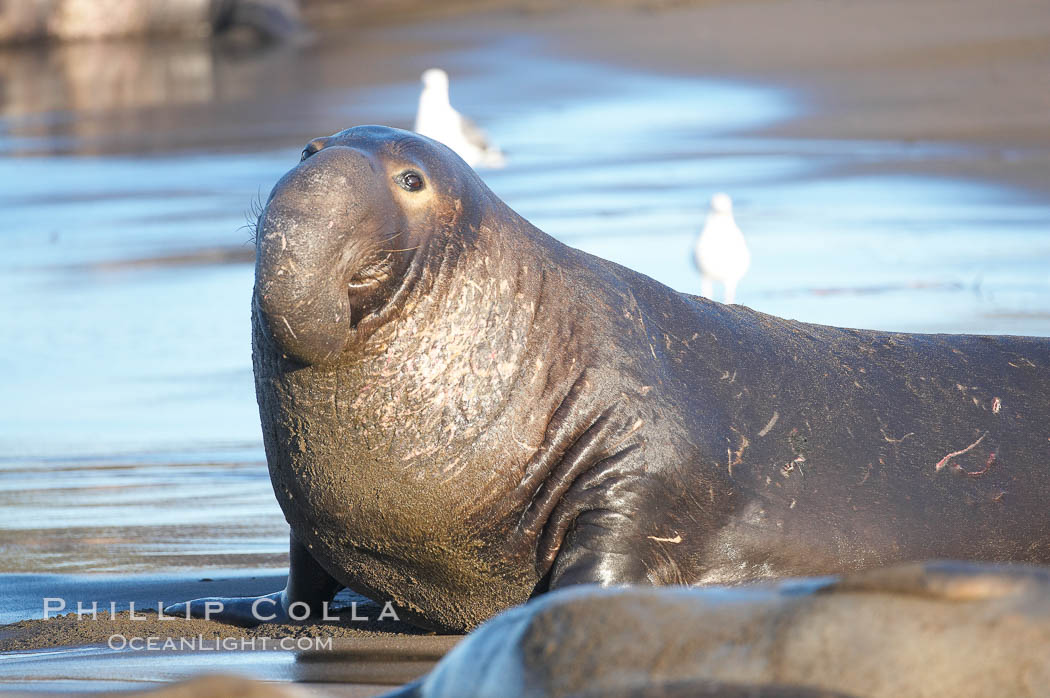 A bull elephant seal (adult male) surveys the beach.  The huge proboscis is characteristic of the species. Scarring from combat with other males.  Central California. Piedras Blancas, San Simeon, USA, Mirounga angustirostris, natural history stock photograph, photo id 15459