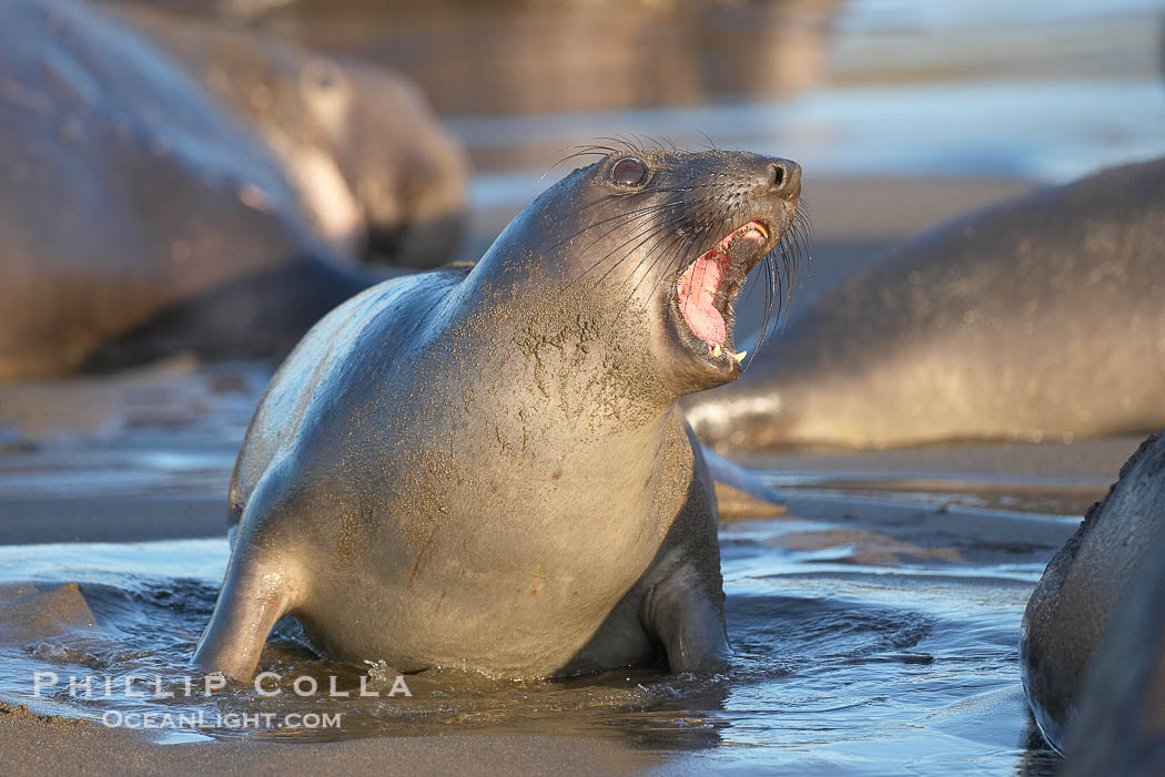 Female elephant seal, hauled out on the sandy beach rookery, will give birth to a pup then mate, and return to the ocean 27 days after giving birth.  Winter, Central California., Mirounga angustirostris, natural history stock photograph, photo id 15471