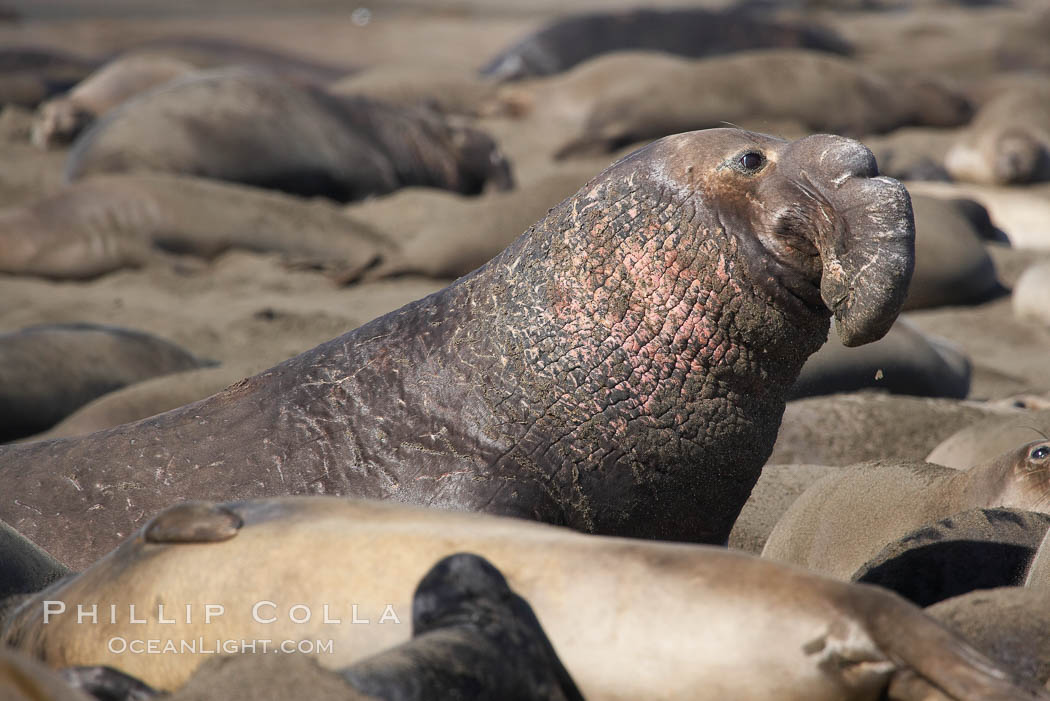 A bull elephant seal (adult male) surveys the beach.  The huge proboscis is characteristic of the species. Scarring from combat with other males.  Central California. Piedras Blancas, San Simeon, USA, Mirounga angustirostris, natural history stock photograph, photo id 15475