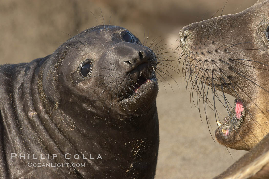 Elephant seal mother and pup vocalize to one another constantly, likely to reassure the pup and confirm the maternal identity on a crowded beach.  Central California. Piedras Blancas, San Simeon, USA, Mirounga angustirostris, natural history stock photograph, photo id 15479