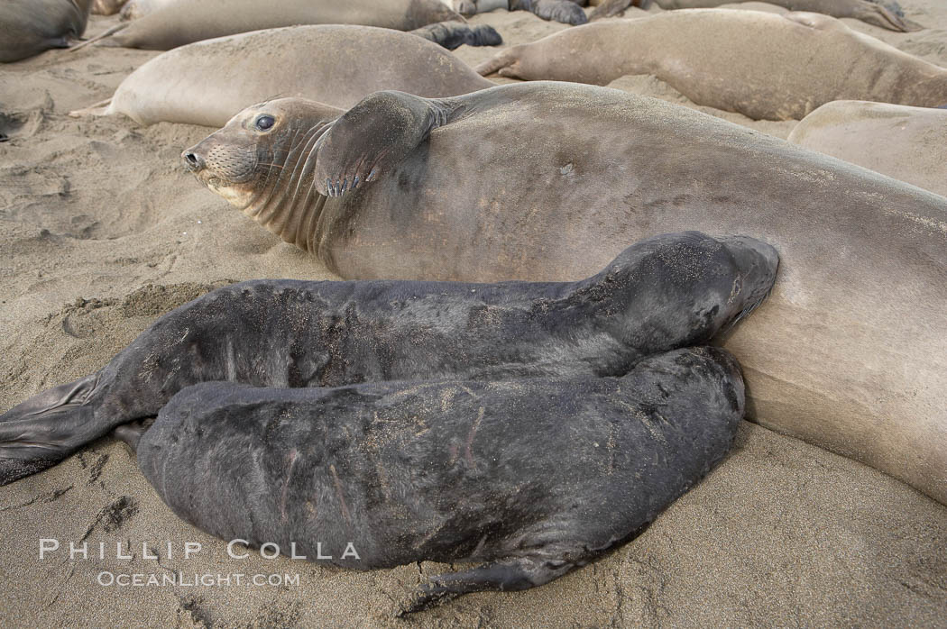 Two pups nurse on an elephant seal mother.  In spite of the fact that a female only has enough milk to successfully nurse a single pup to weaning, abandoned pups may try to nurse and the inexperienced mothers may not understand that both pups are doomed.  Winter, Central California. Piedras Blancas, San Simeon, USA, Mirounga angustirostris, natural history stock photograph, photo id 15483