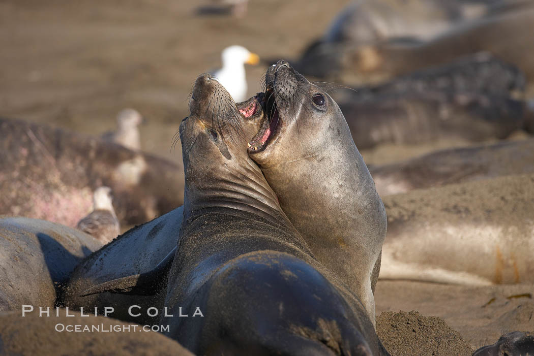 Female elephant seals fight for space on the beach for themselves and their pups, and fend off other females who may try to steal their pups.  The fights among females are less intense than those among bulls but are no less important in determining the social hierarchy of the rookery.  Sandy beach rookery, winter, Central California. Piedras Blancas, San Simeon, USA, Mirounga angustirostris, natural history stock photograph, photo id 15487