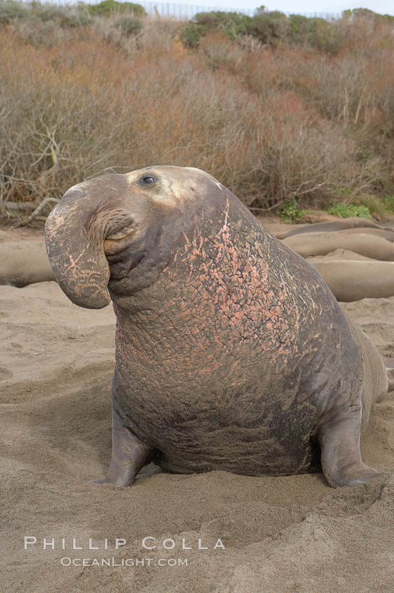 This bull elephant seal, an old adult male, shows scarring on his chest and proboscis from many winters fighting other males for territory and rights to a harem of females.  Sandy beach rookery, winter, Central California. Piedras Blancas, San Simeon, USA, Mirounga angustirostris, natural history stock photograph, photo id 15491