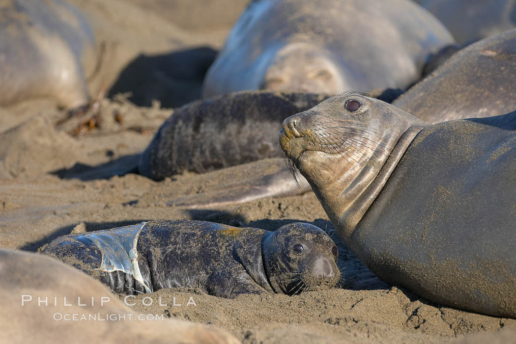 Newborn elephant seal pup, still wearing part of its placental sac, makes its initial bond with its mother.  Winter, Central California., Mirounga angustirostris, natural history stock photograph, photo id 15495
