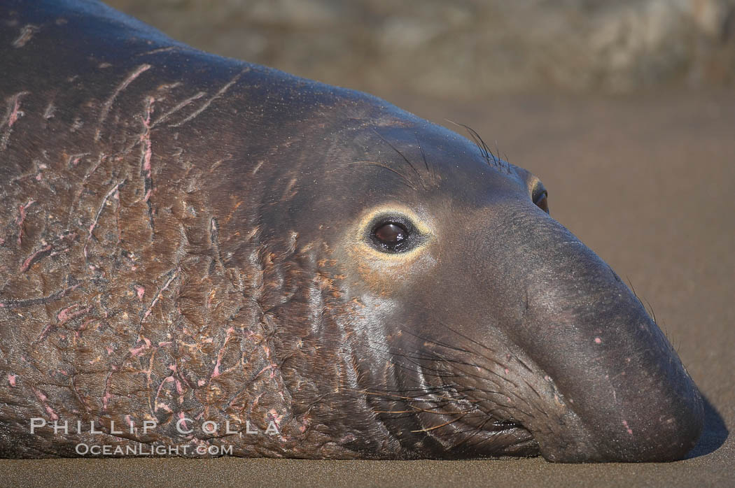 Bull elephant seal lies on the sand.  This old male shows the huge proboscis characteristic of this species, as well as considerable scarring on his chest and proboscis from many winters fighting other males for territory and rights to a harem of females.  Sandy beach rookery, winter, Central California. Piedras Blancas, San Simeon, USA, Mirounga angustirostris, natural history stock photograph, photo id 15499