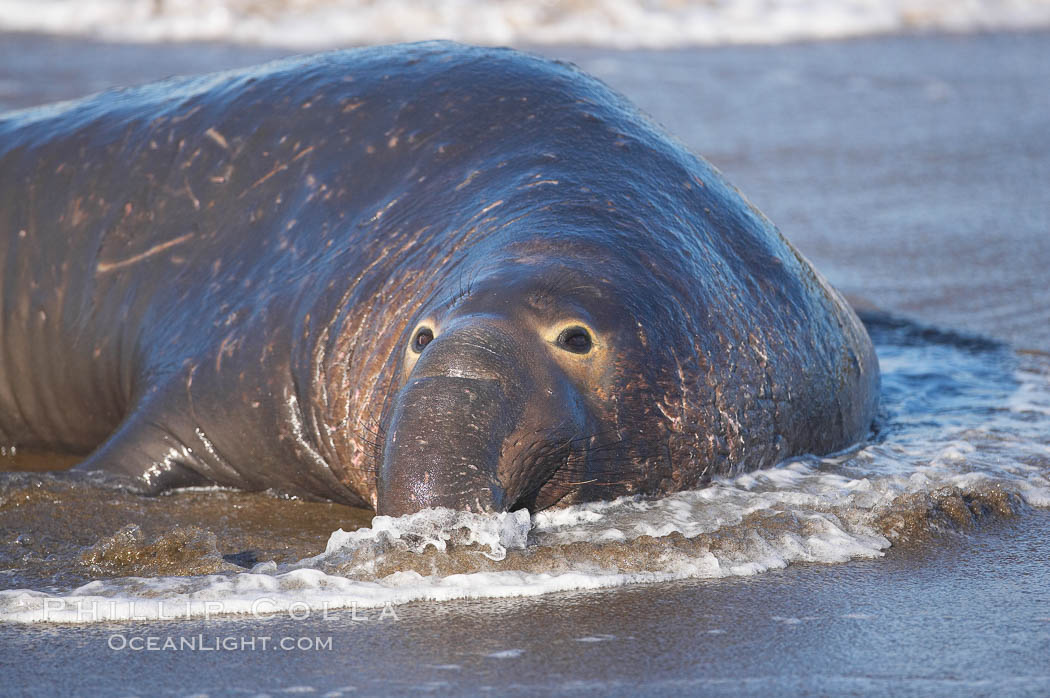 An adult male elephant seal rests on a wet beach.  He displays the enormous proboscis characteristic of male elephant seals as well as considerable scarring on his neck from fighting with other males for territory.  Central California. Piedras Blancas, San Simeon, USA, Mirounga angustirostris, natural history stock photograph, photo id 15441